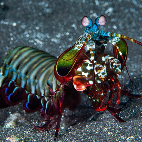 Flow like a Mantis Shrimp